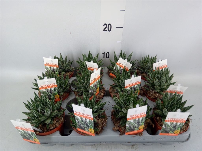 <h4>Haworthia   ...</h4>