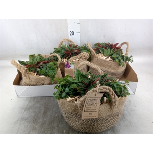 Arr.   Kamerplant Groen L%