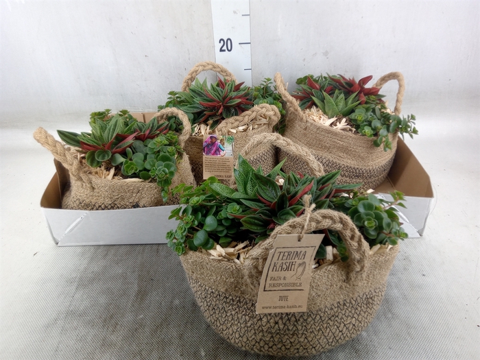 <h4>Arr.   Kamerplant Groen L%</h4>