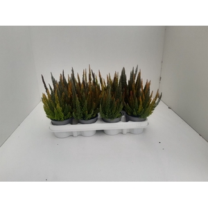 Calluna vulg. 'Skyline'   ...mix 3