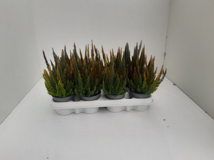 <h4>Calluna vulg. 'Skyline'   ...mix 3</h4>