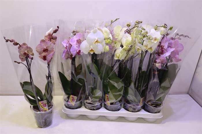 <h4>arr8 Phal Gem</h4>