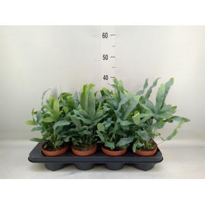 Phlebodium aureum 'Blue Star'