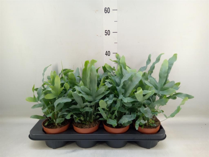 <h4>Phlebodium aureum 'Blue Star'</h4>