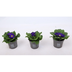 Primula ac. 'Cairo Blue'