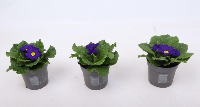 <h4>Primula ac. 'Cairo Blue'</h4>