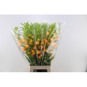 Sandersonia