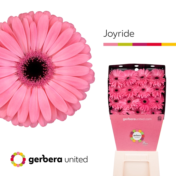 <h4>Gerbera Joyride Diamond</h4>