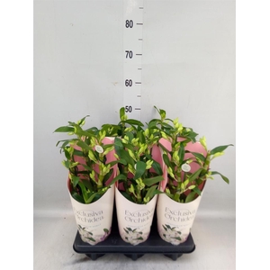 Dendrobium nob. 'StarCla Apollon'