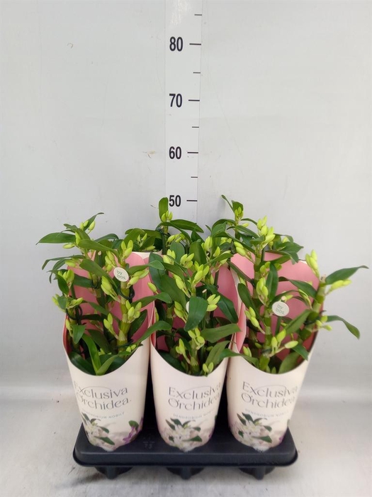 <h4>Dendrobium nob. 'StarCla Apollon'</h4>