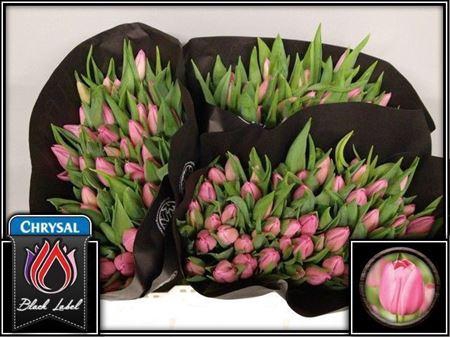 <h4>Tu En Christmas Dream</h4>