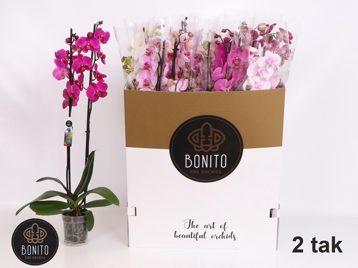 <h4>PHAL GEM 7 KL</h4>