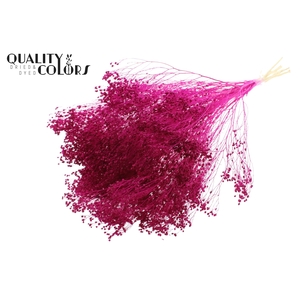 Broom Bloom p/bunch in poly Bleached Lilac