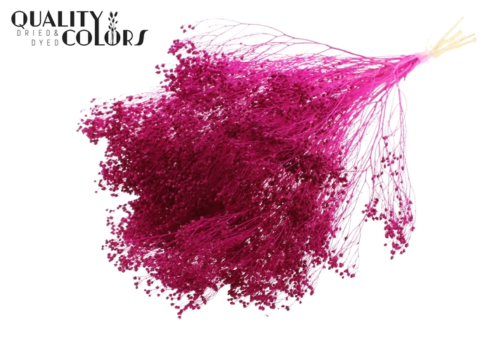 <h4>Broom Bloom p/bunch in poly Bleached Lilac</h4>