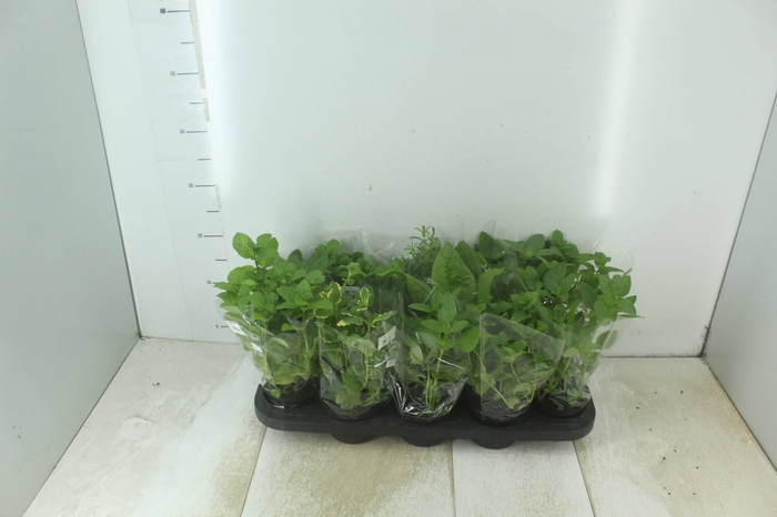 <h4>ERVAS AROMATICAS P11</h4>