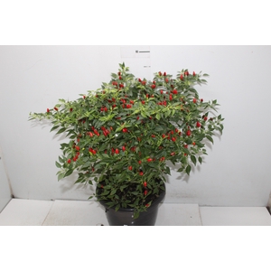 PIMENTA MALAGUETINHA P24