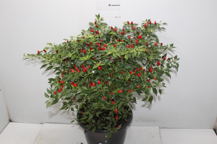 PIMENTA MALAGUETINHA P24