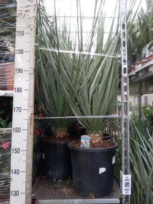 <h4>Palms   ...</h4>