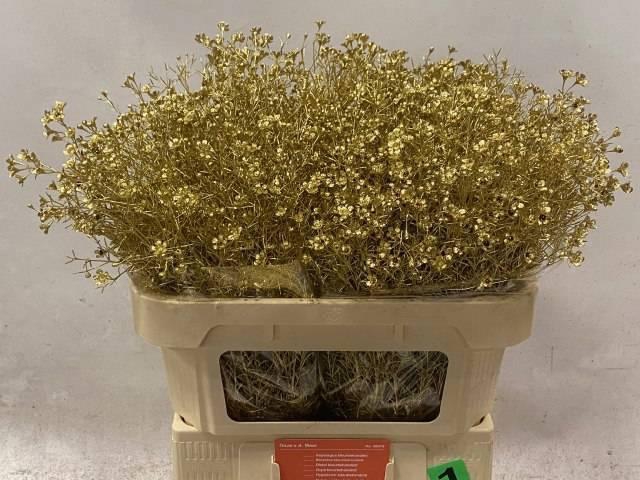 <h4>CHAME OV KLB H%</h4>