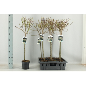 SALIX IN HAKURO NISH