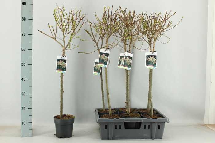 <h4>SALIX IN HAKURO NISH</h4>