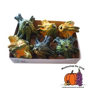 <h4>CUCURBITA FL SAUCER</h4>