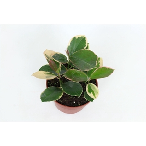 Hoya Australis subsp. tenuipes (outer variegated) 12 cm