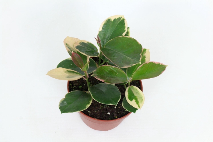 <h4>Hoya Australis subsp. tenuipes (outer variegated) 12 cm</h4>
