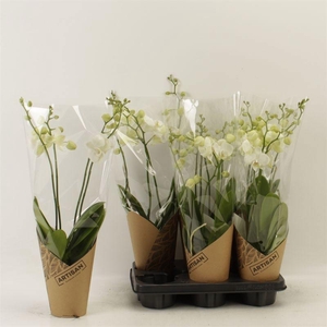 PHAL AN INVERNESS