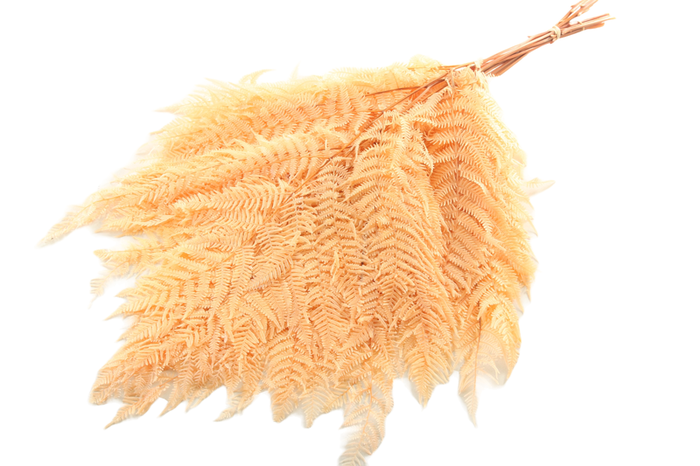 Fern Bracken Preserved Apricot