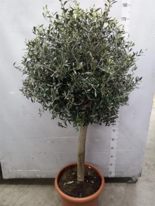 <h4>Olea europaea</h4>