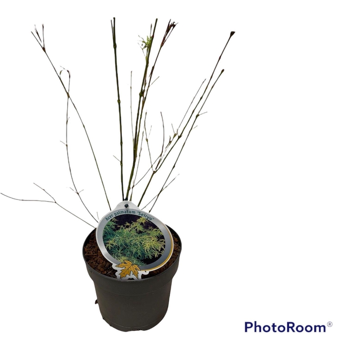 <h4>Acer pal. 'Seiryu ' 40-50 P19</h4>