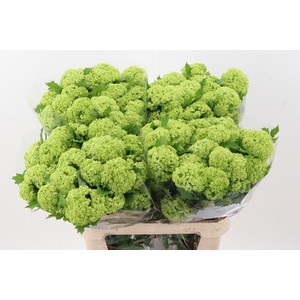 Viburnum Roseum St