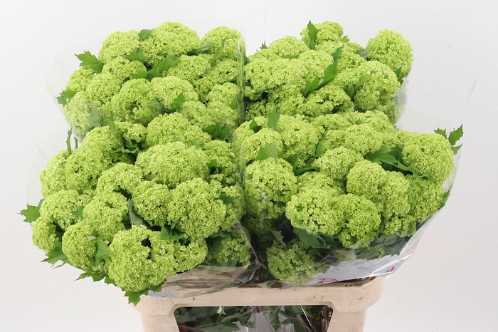 <h4>Viburnum Roseum St</h4>