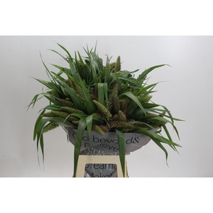 Setaria Italica Red Jewel