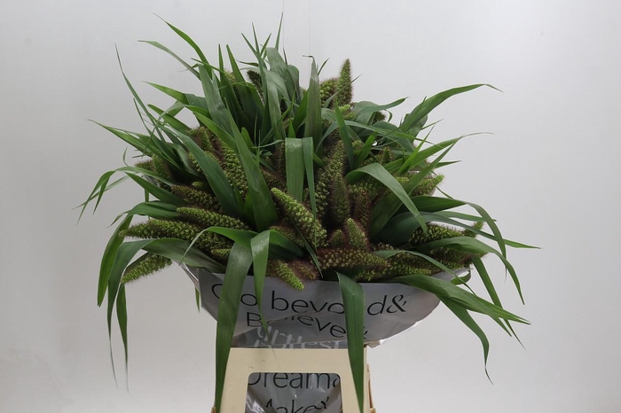 <h4>Setaria Italica Red Jewel</h4>