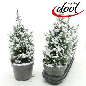 ** Cham Th Top Point Snow * Autumn Promo *