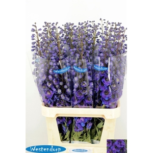 Delph Du Kissi Flash Blue