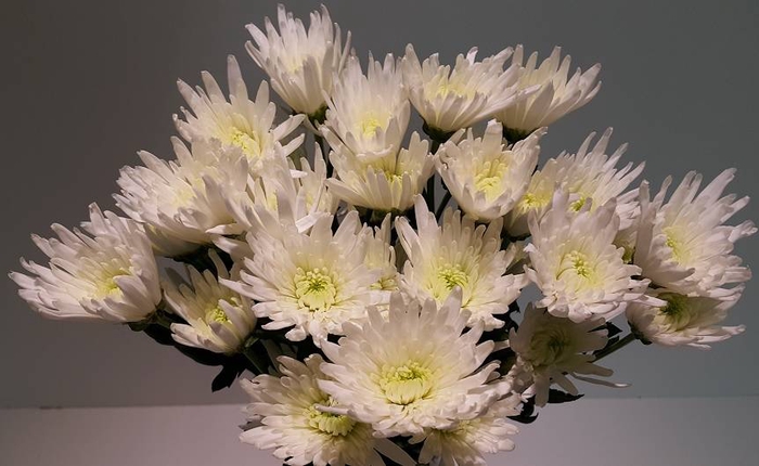 Chr Spray White Carolle