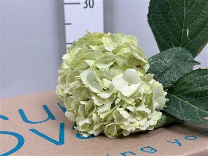 <h4>Hydr Premium Light Green</h4>