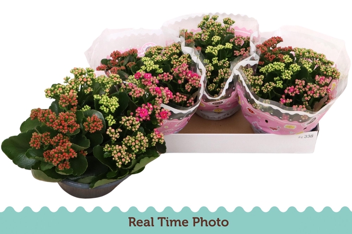 <h4>KAL GE GEM I POT</h4>