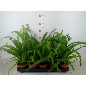 Asplenium antiquum 'Osaka'