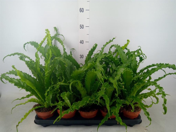 <h4>Asplenium antiquum 'Osaka'</h4>