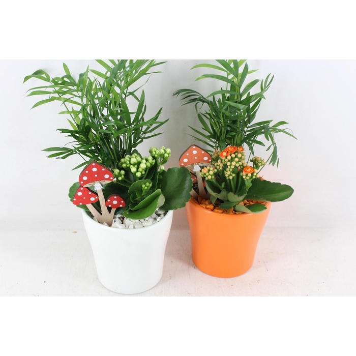 <h4>Arr2 Pl - Ker. Vaas - Oranje/wit</h4>