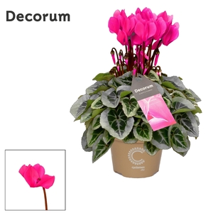 Cyclamen SS Picasso Pink Decorum