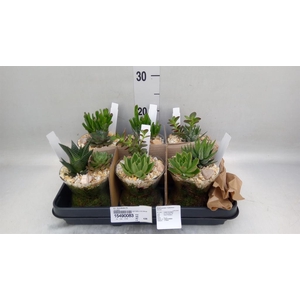 Arr.  Succulents L%