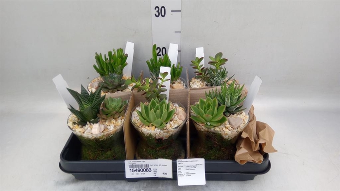 <h4>Arr. Succulents L%</h4>
