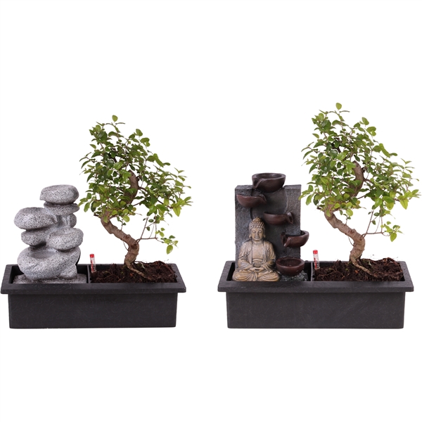 <h4>Bonsai Mixed S-Shape Easy Care in ø29cm Waterfall</h4>