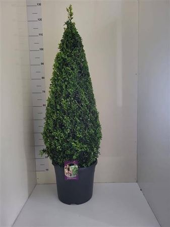 <h4>Buxu Sempervirens Piramide 120cm</h4>