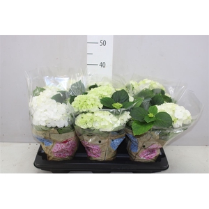 Hydrangea Schneeball 4-5